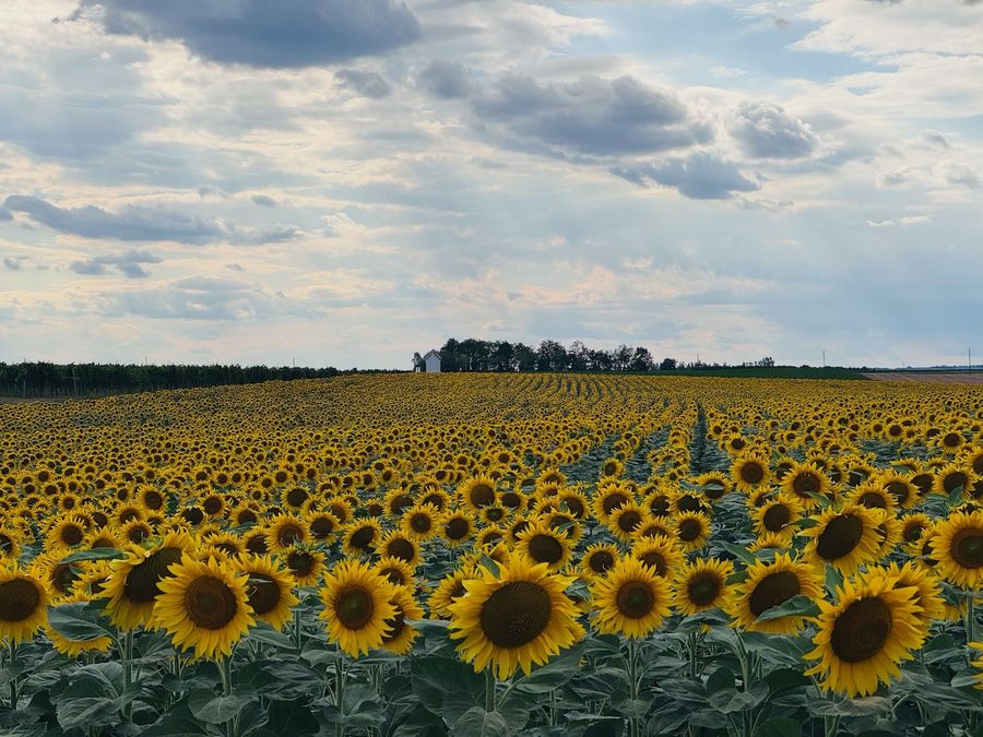 Weites Sonnenblumenfeld unter bewölktem Himmel am Wagram